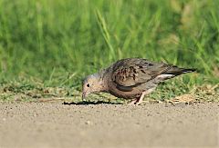 Common Ground Dove